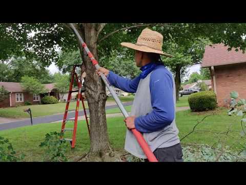 Teaching noob how to trim a tree with a manual pole saw