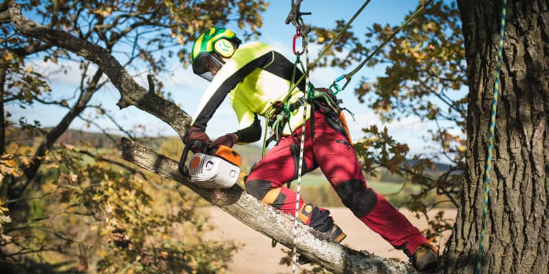 Best Arborist Chainsaw Best Top Handle Chainsaw