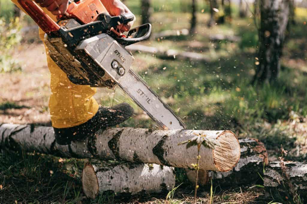 A person wearing yellow pants is using an orange and silver Stihl chainsaw to cut a white tree trunk